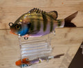 5" Bluegill Glidebait