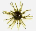 2.5" Super Nova Coike 3pack