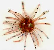2.5" Super Nova Coike 3pack