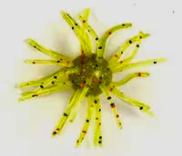 2.5" Super Nova Coike 3pack