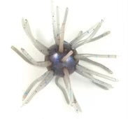 2.5" Super Nova Coike 3pack